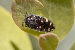 Acmaeodera plagiaticauda
