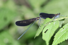 Atrocalopteryx