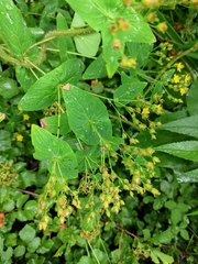 Hypericum sampsonii