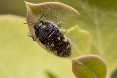 Acmaeodera plagiaticauda