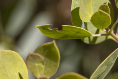 Acmaeodera plagiaticauda