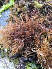 Lomentaria hakodatensis