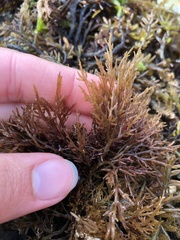 Lomentaria hakodatensis