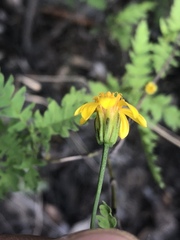 Chrysactinia pinnata
