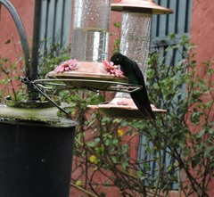 Pterophanes cyanopterus