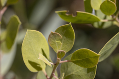 Acmaeodera plagiaticauda