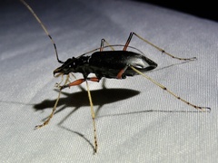 Oxycheila aquatica