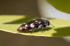 Acmaeodera plagiaticauda