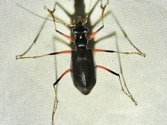 Oxycheila aquatica