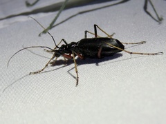 Oxycheila aquatica
