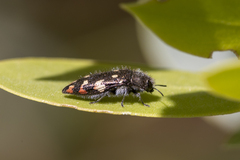 Acmaeodera plagiaticauda