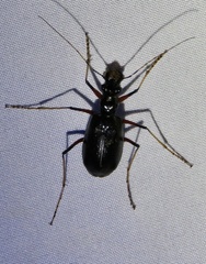 Oxycheila aquatica