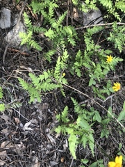 Chrysactinia pinnata