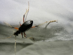 Oxycheila aquatica