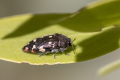 Acmaeodera plagiaticauda