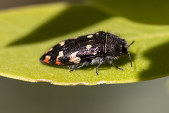 Acmaeodera plagiaticauda