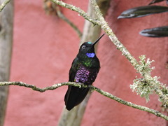 Coeligena helianthea