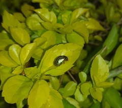 Calligrapha pantherina