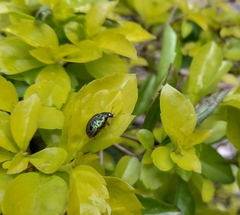 Calligrapha pantherina