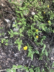 Chrysactinia pinnata