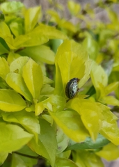 Calligrapha pantherina