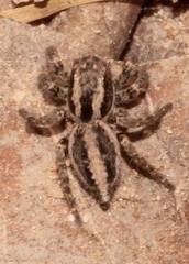 Aelurillus luctuosus