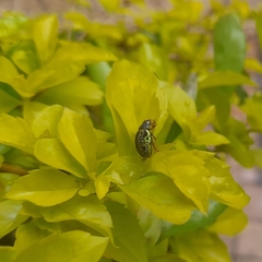 Calligrapha pantherina