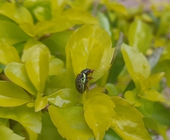 Calligrapha pantherina