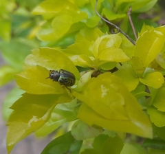Calligrapha pantherina