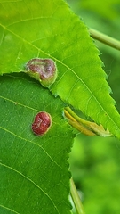 Phylloxera wiedenmanni