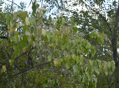 Premna acuminata