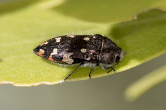 Acmaeodera plagiaticauda