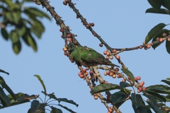 Ptilinopus leclancheri