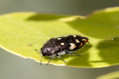 Acmaeodera plagiaticauda