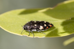 Acmaeodera plagiaticauda