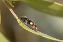 Acmaeodera plagiaticauda