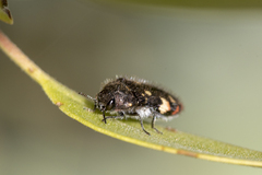 Acmaeodera plagiaticauda