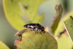 Acmaeodera plagiaticauda
