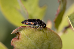 Acmaeodera plagiaticauda