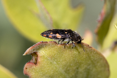 Acmaeodera plagiaticauda