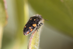 Acmaeodera plagiaticauda
