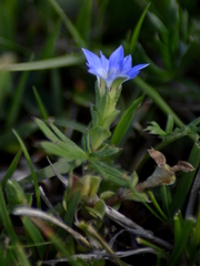 Gentiana squarrosa