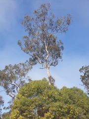 Eucalyptus seeana