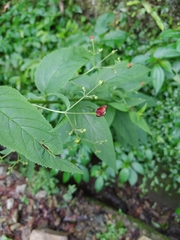 Scrophularia yoshimurae