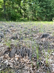 Dichanthelium spretum