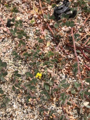 Acmispon heermannii orbicularis