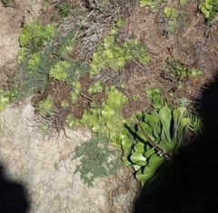 Aeonium arboreum