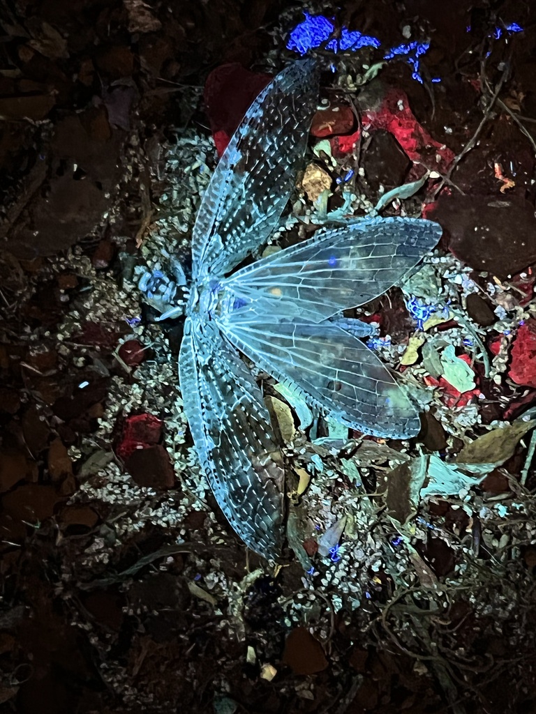 Summer Fishfly