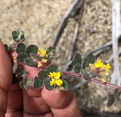Acmispon heermannii orbicularis