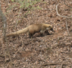 Nasua